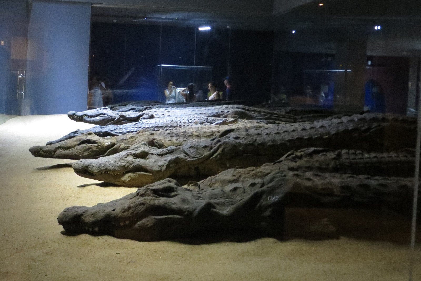 A photo of a row of mummified crocodiles on display at the Crocodile Museum in Kom Ombo, Egypt.