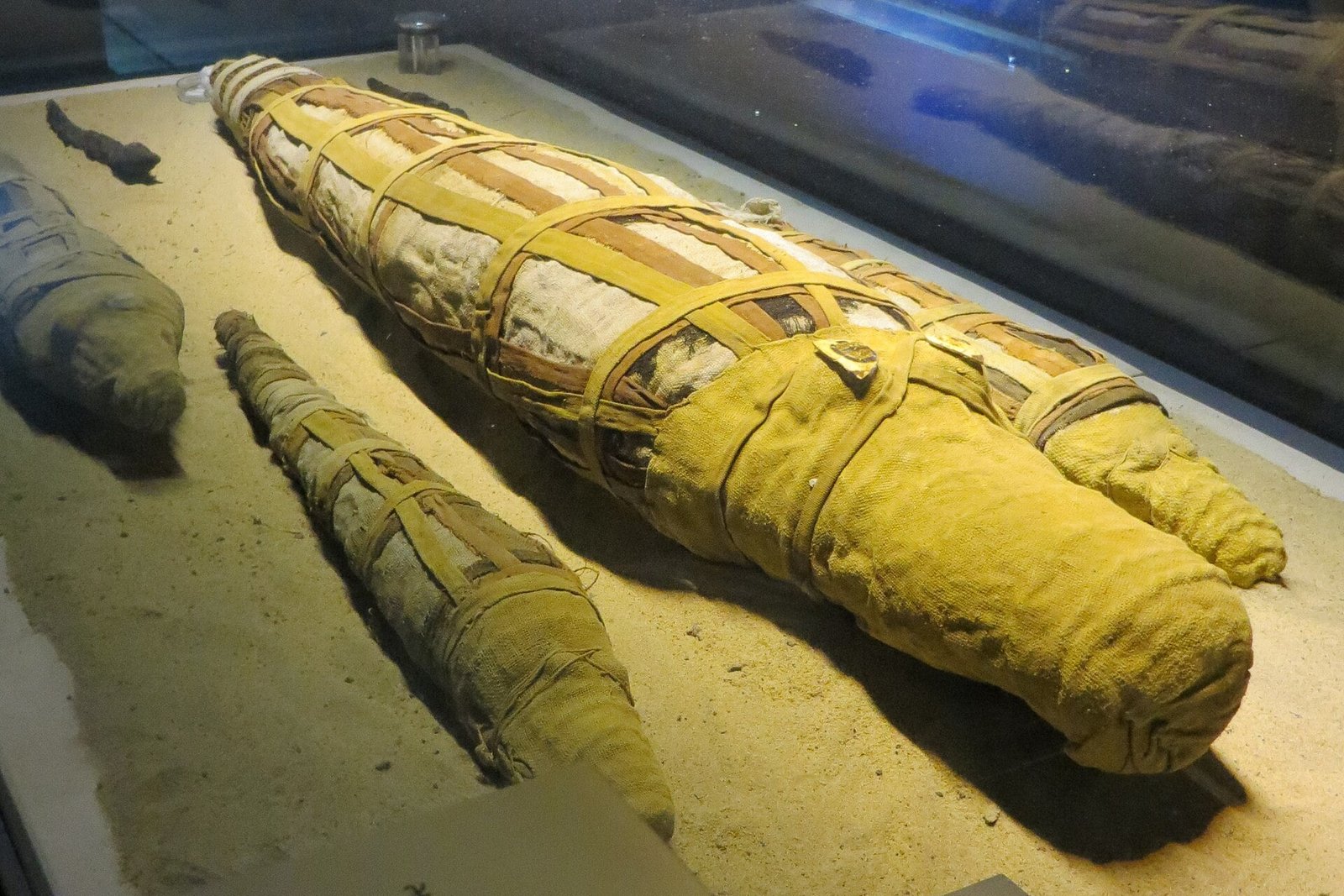 A photo of a row of mummified crocodiles of various ages, displayed at the Crocodile Museum in Kom Ombo, Egypt.