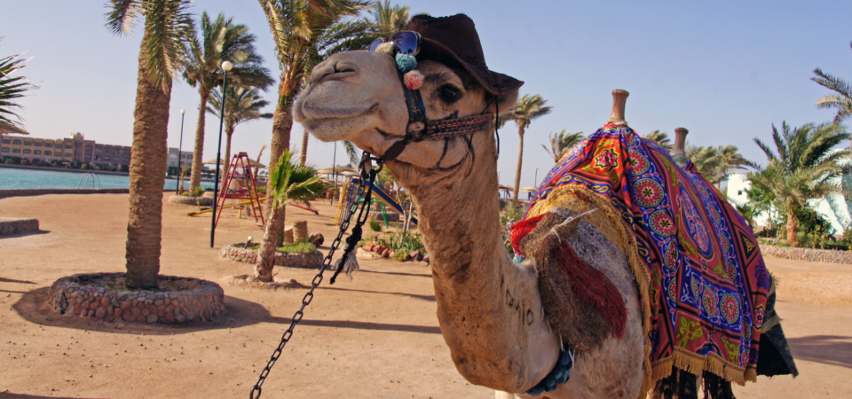 A cute brown camel wearing a brown hat in Hurghada, Egypt.