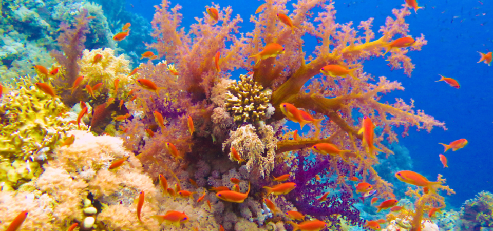 A vibrant underwater scene in the Red Sea, featuring colorful coral reefs and a variety of fish swimming among them.