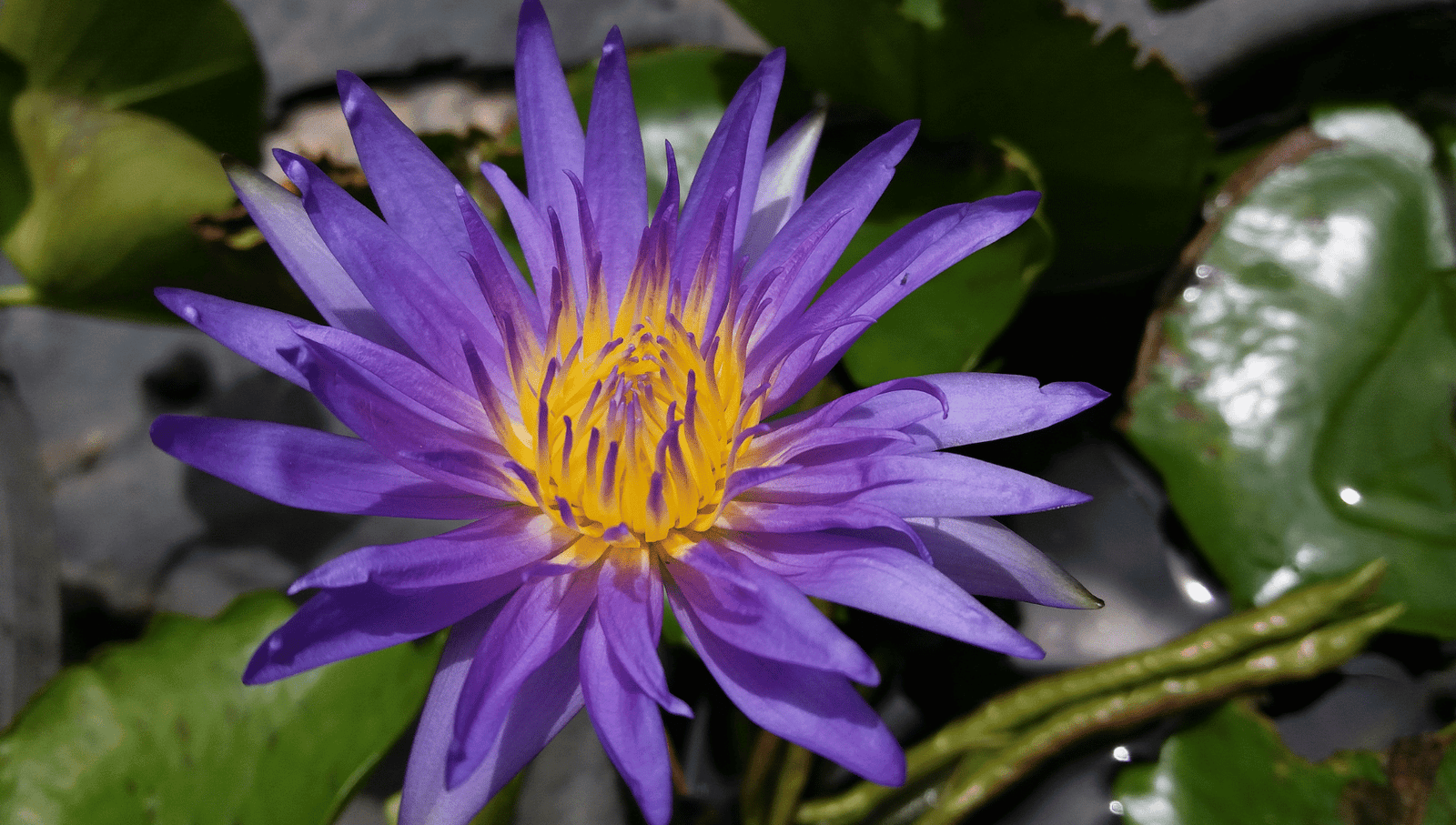 A vibrant blue Egyptian lotus in full bloom with green foliage in the background.