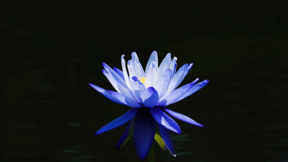 A single blue Egyptian lotus flower glowing against a dark background.