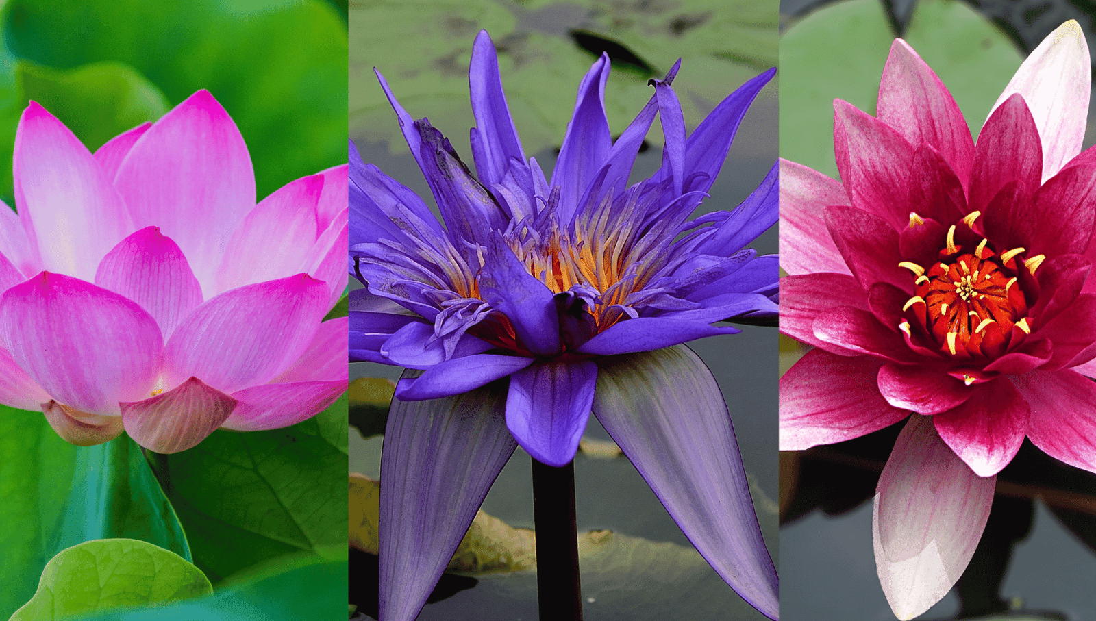 A side-by-side comparison of pink, blue, and red lotus flowers, showcasing the different varieties and their spiritual significance.